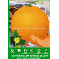 NSM22 Laoyin Chinse usine de graines de melon sucré, graines pour la plantation